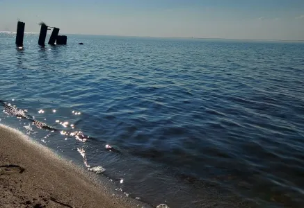 Радостная новость о Чёрном море: учёные выявили первые признаки восстановления экосистемы — жизнь вернулась