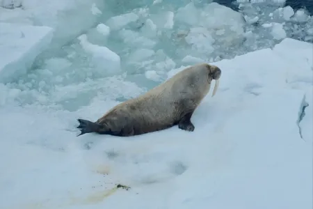 Моряки засняли зарядку моржа в Арктике
