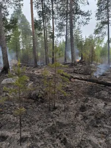 Три лесных пожара ликвидировали в Мурманской области за несколько дней