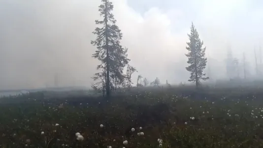 Сильный лесной пожар произошёл в Ловозерском районе Мурманской области