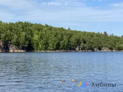 Утёнка вместе с мамой сняли на видео в Мурманске