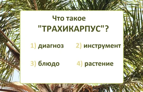 Что такое «трахикарпус»: 91% людей покраснеет, а вы? Тест на грамотность с подвохом