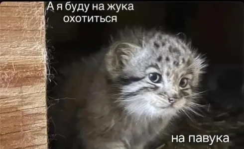 Что за мем «А я на жука буду охотиться, на павука» — все узнали, объясняем