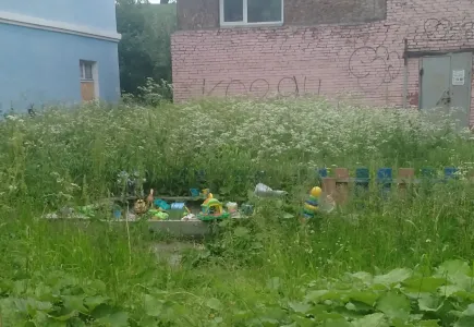 «Трава выше человека»: жители Мурманской области пожаловались на рост зелени и борщевика на детских площадках
