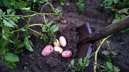 Не пожелтевшая ботва — картофель выкапываю, заметив другой признак — клубни идеально созрели