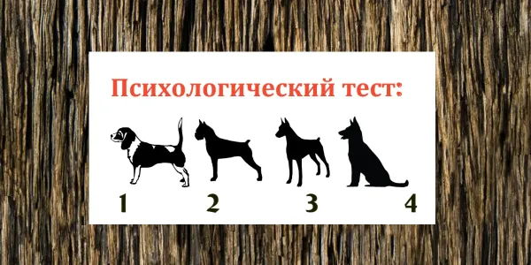 Выберите собаку — и узнаете, в чем секрет вашего обаяния: что делает вас особенным — тест личности