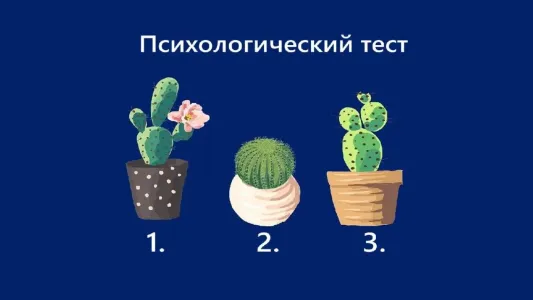 Какой кактус выбираете — ответ раскроет вашу «безуминку»: узнайте, чем поражаете других