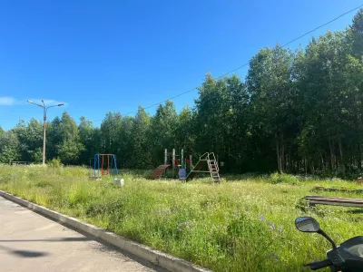 Борщевик, от которого пострадал ребёнок в Мурманской области, пообещали выкосить до конца недели