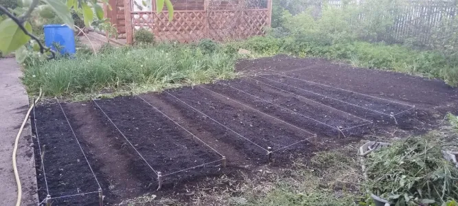 Отлично растут на грядке после озимого чеснока: 4 культуры, которые успеют дать отличный урожай в этом году