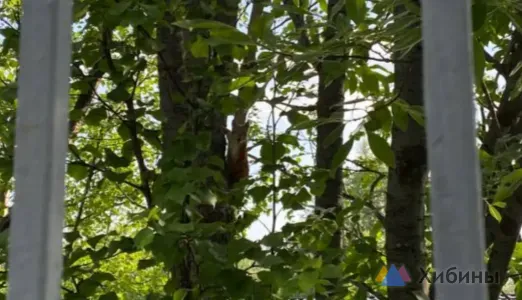 Любопытную белку запечатлели в Мурманске