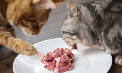 Чем лучше кормить кошку — кормом или домашней едой: мнение ветеринара