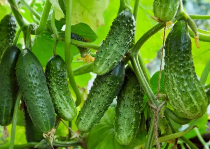 Огурцы разрослись, как сорняки — зеленцов полная кухня: 2 простых ингредиента сработали на мегаурожай