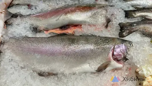 Жители Мурманской области чаще всего покупают охлаждённую треску на рыбных ярмарках