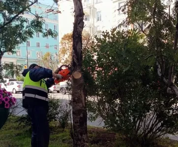 В Мурманске спиливают поражённые грибком деревья