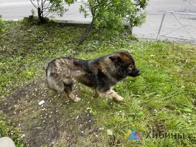 Более 760 безнадзорных животных отловили в Мурманской области с января по июль