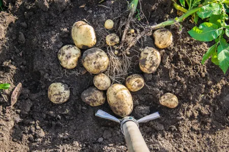 Спасла урожай картофеля от проволочника — а все благодаря коварной ловушке: корнеплоды останутся нетронутыми