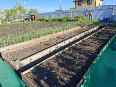 Готовлю грядки к новому сезону — засыпаю участок «биотопливом» — даже глина станет черноземом к весне