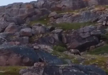 Медведя в Териберке Мурманской области сняли на видео