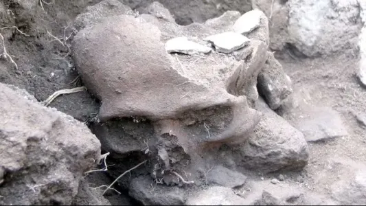 Ученые бьются над тайной Кайского захоронения: почему волка закопали с человеческим черепом в лапах — есть три версии
