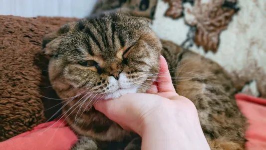 Не в ушах дело: 5 суровых минусов шотландской породы кошек, о которых молчат заводчики — подходят не всем