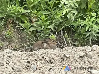 Милого зайца сфотографировали в окрестностях Мурманска
