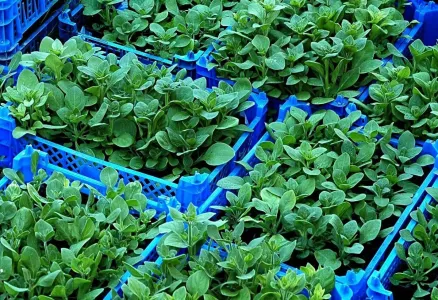 Более 200 нарушений при продаже семян выявили в Мурманской области