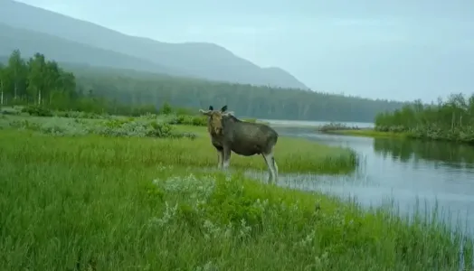 Фотоловушка Лапландского заповедника Мурманской области зафиксировала принимавшего водные процедуры лося