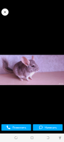 Объявление Шиншиллы