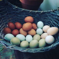 Объявление Инкубационное яйцо по всей России