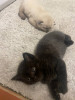 Милый котенок