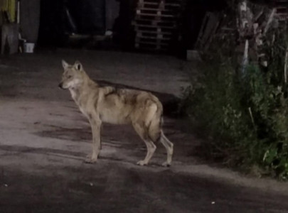 В Печенгском районе объявился волк