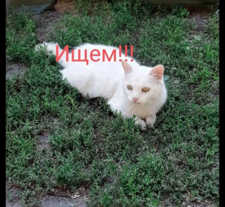 Семья из Полярного ищет выжившую в смертельной аварии белую кошку Лизу