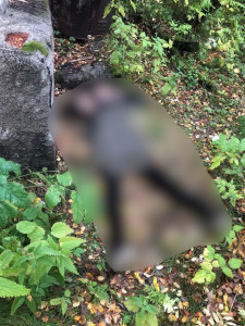 В районе улицы Челюскинцев в Мурманске найдено тело женщины