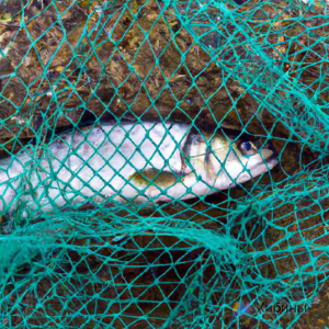Рыболов-нелегал пойман с поличным в Кольском районе
