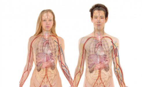 Лишние запчасти: названы 5 органов, без которых человек может жить — «проверено на людях»
