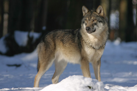 Дежурство продолжается: в окрестностях Ковдора убили волка