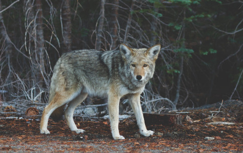 В Ковдорском округе убили очередного волка