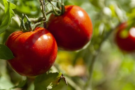 Сделайте это за 24 часа до посадки томатов: вот что нужно положить в лунки, чтобы были горы урожая — устанете собирать помидоры